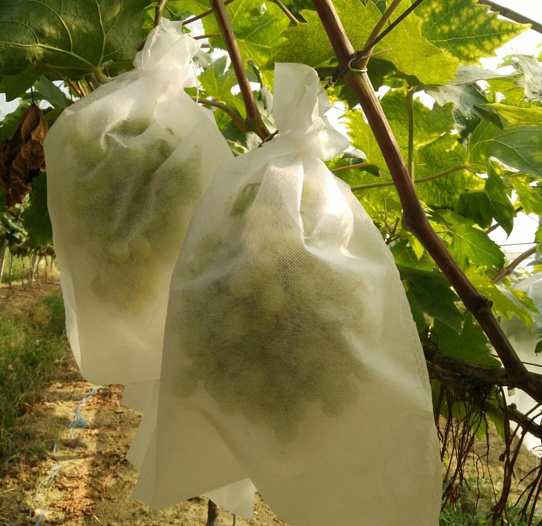 The application of non-woven fabric in the field of agriculture